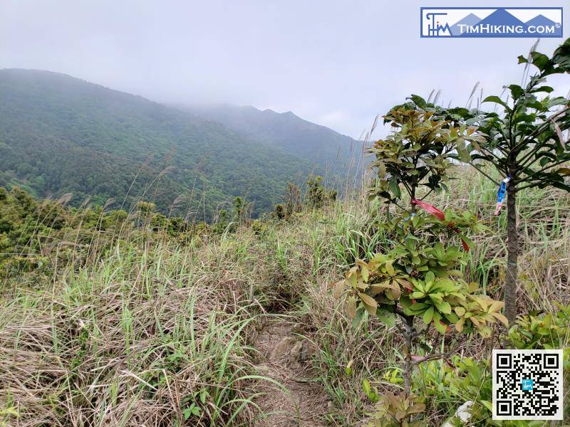 離開走馬崗有兩條路，直行往較明顯的山徑落山，方向是西南面。