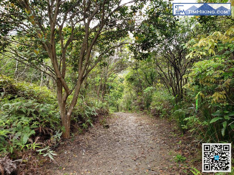 行到去平路，便進入了龜頭嶺的山腰，也是南涌郊遊徑最高的位置。