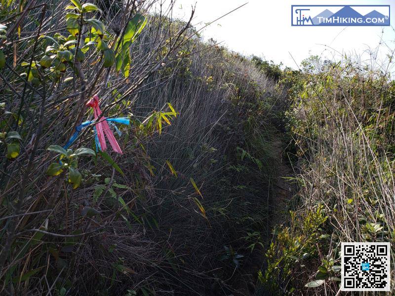 這條山徑都有少量絲帶引路