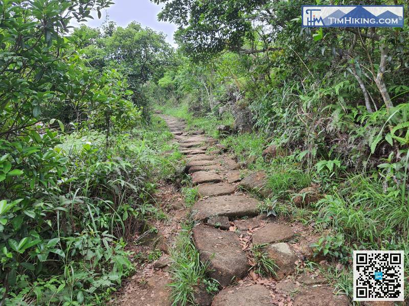 離開竹林隧道，沿大石級古道繼續行上茅坪。