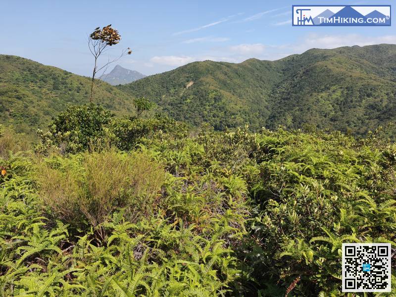 沿另一端的荒徑開始落山，方向主要是望住蚺蛇尖，如發現逆向行就一定是錯的了。