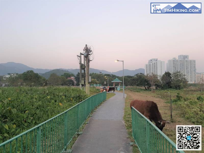 來到一片田園，草原實在大得出奇，想不到梅窩有這樣空曠的地方。