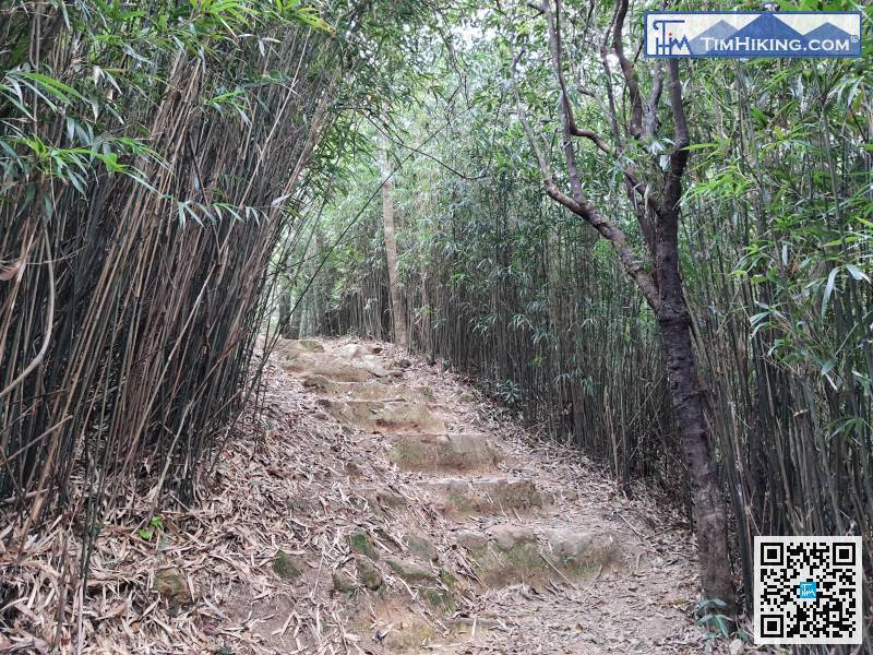 先會經過一片竹林