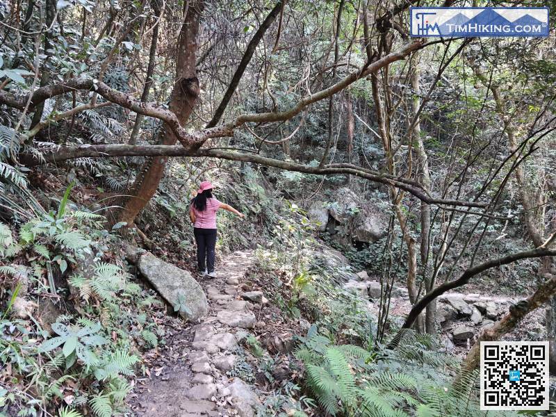 中段才有古道式的大石山徑