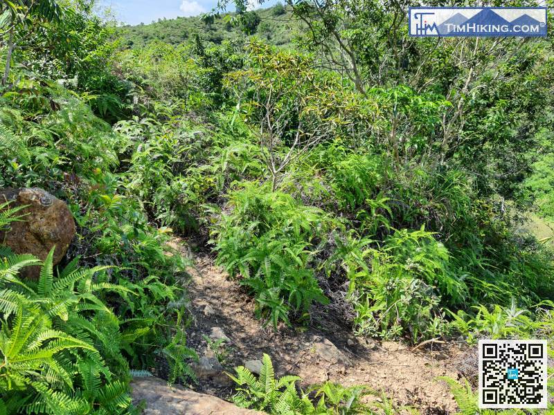 登山的方向十分明顯，