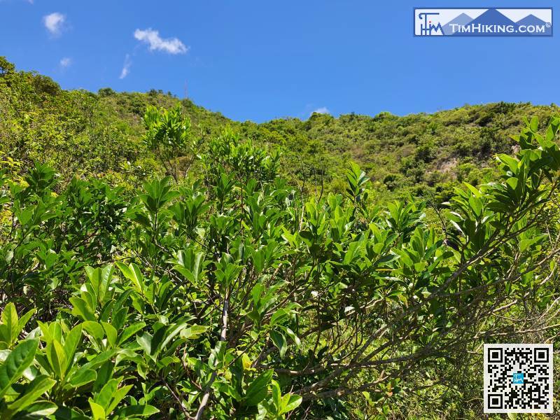 不要以為前方就是鐵矢山的山頂，鐵矢山的山頂暫時是看不見的。