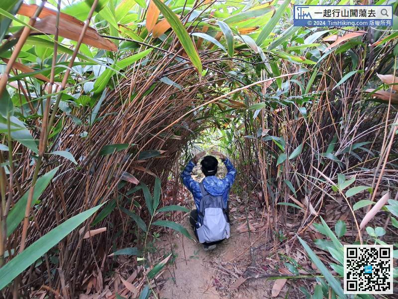 落山途中竟然有一條超短的竹林隧道，為落山的路程加添了不少樂趣。