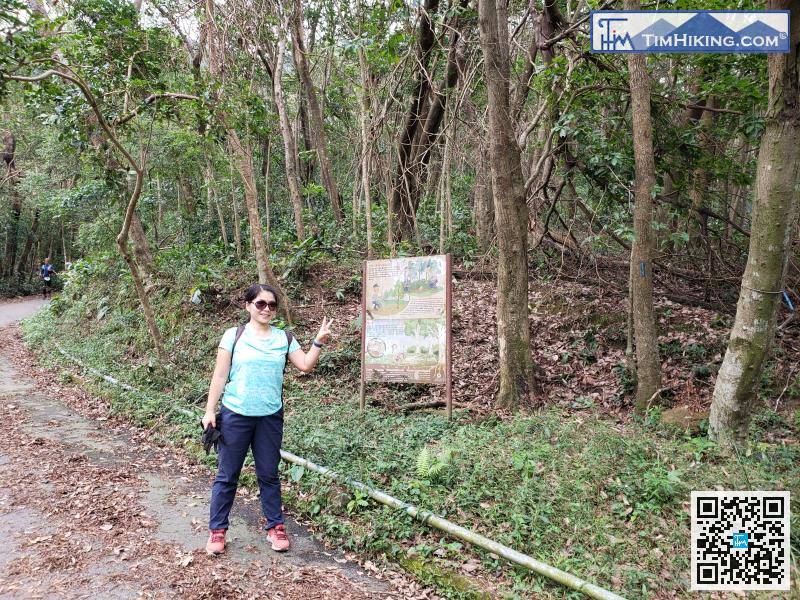 穿林完畢，再次接回柏架山道。