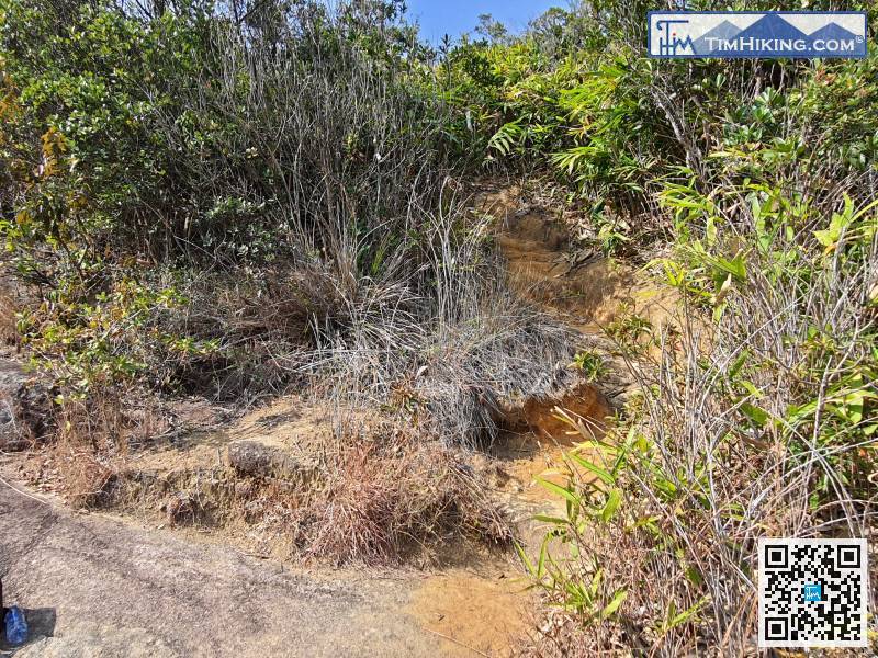 At that moment, pay attention to the dirt barren trail on the right, then leave Siu Ma Stream and head to Banana Rock Forest.