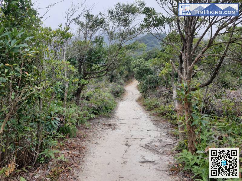 跟住會接上一小段平坦泥路山徑，