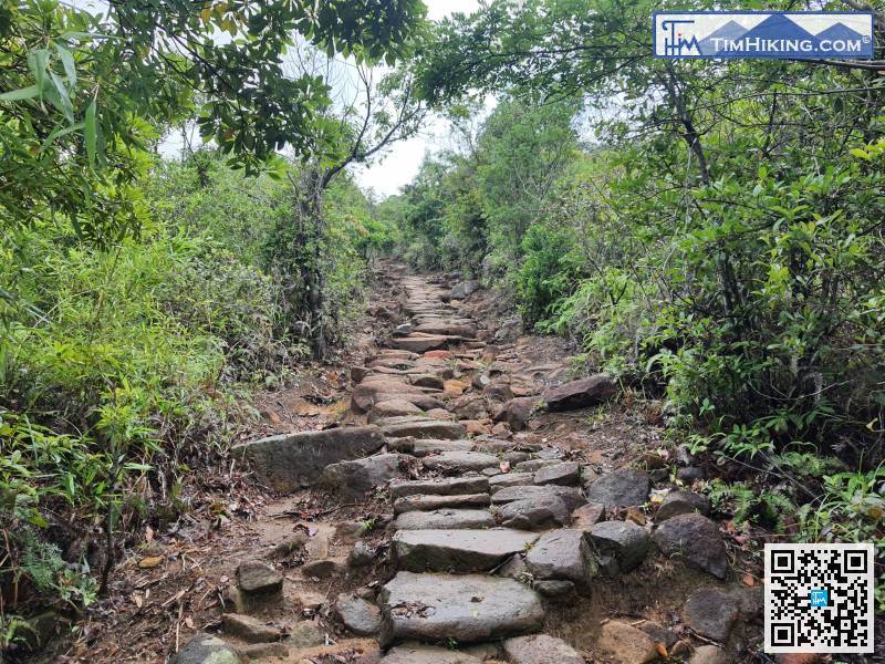 離開竹林隧道，沿大石級古道繼續行上茅坪，