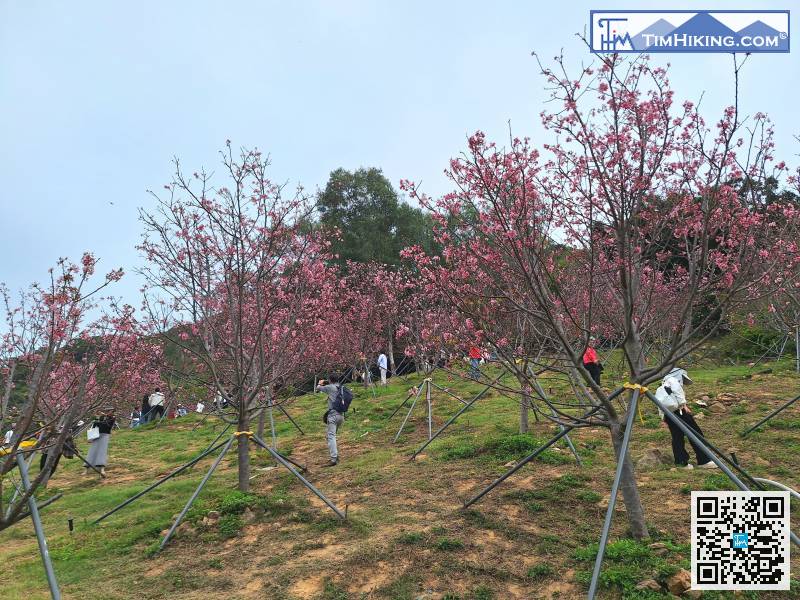 櫻花列車的外形似是一架山頂纜車，