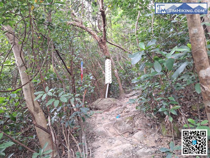 山徑全程大部份都是俗稱的野路,