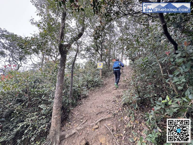 循陡峭的荒徑行上去，進入經望郎歸去東涌的路，