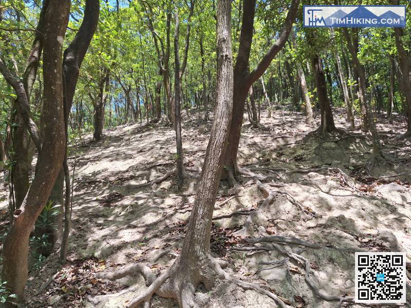 這一回是要登上白雲嶂，攀升幅度將超過海拔450米，