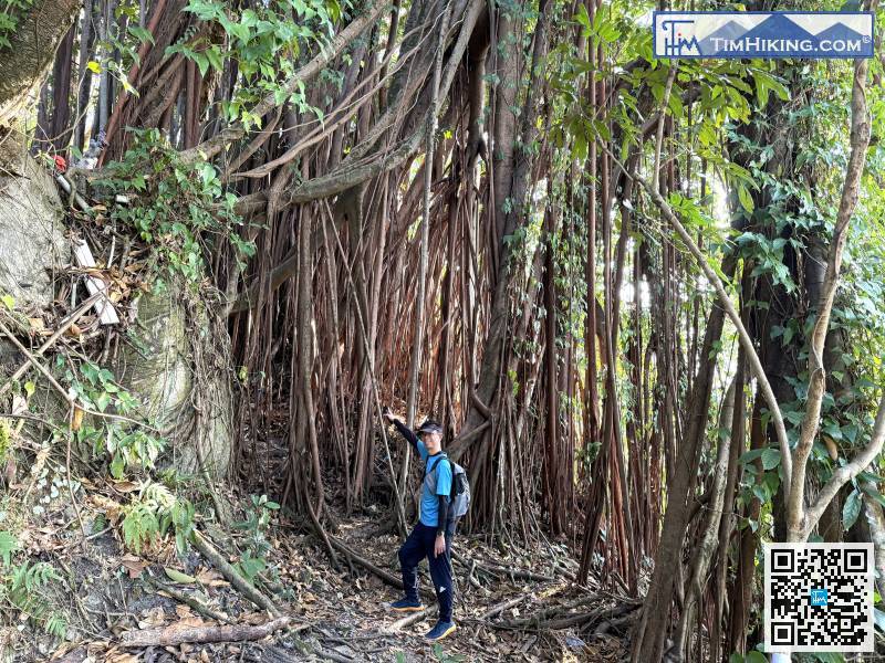 來的一棵超大榕樹下，實在是宏偉的大自然建築，不妨影一會相。