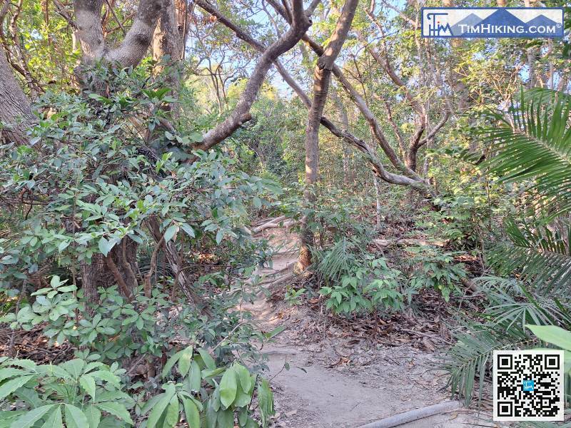 大約行5分鐘，來到一個明顯的分叉路口，