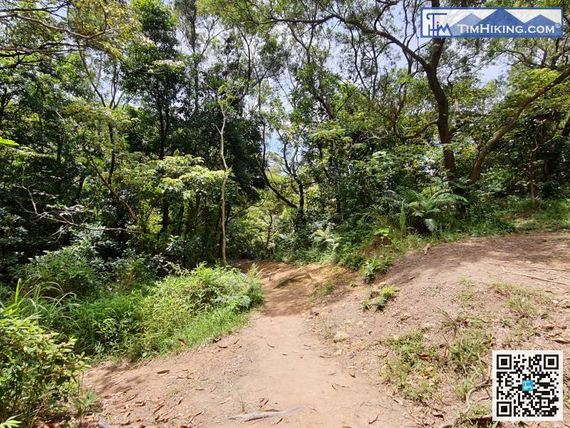 沿清晰山徑行，去到有一小片泥地的位置，